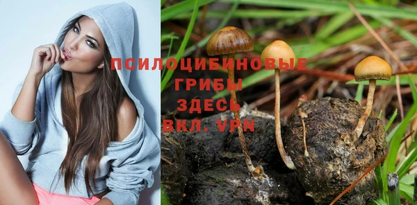 гидра Алексин